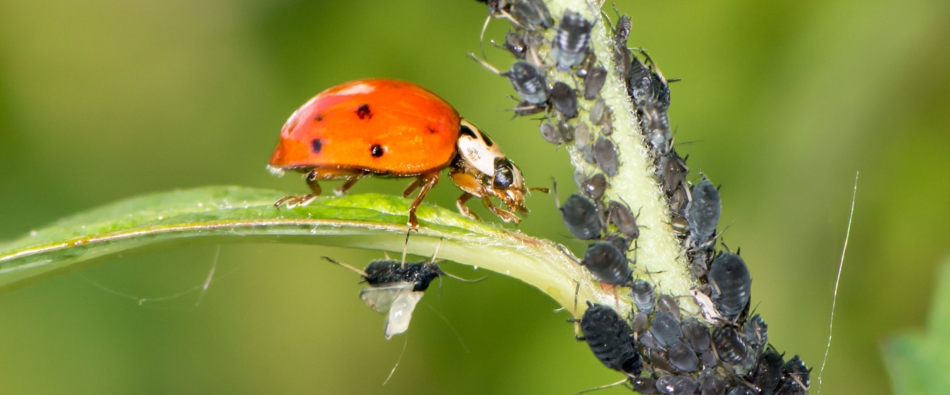 What are the 3 biological pest controls?