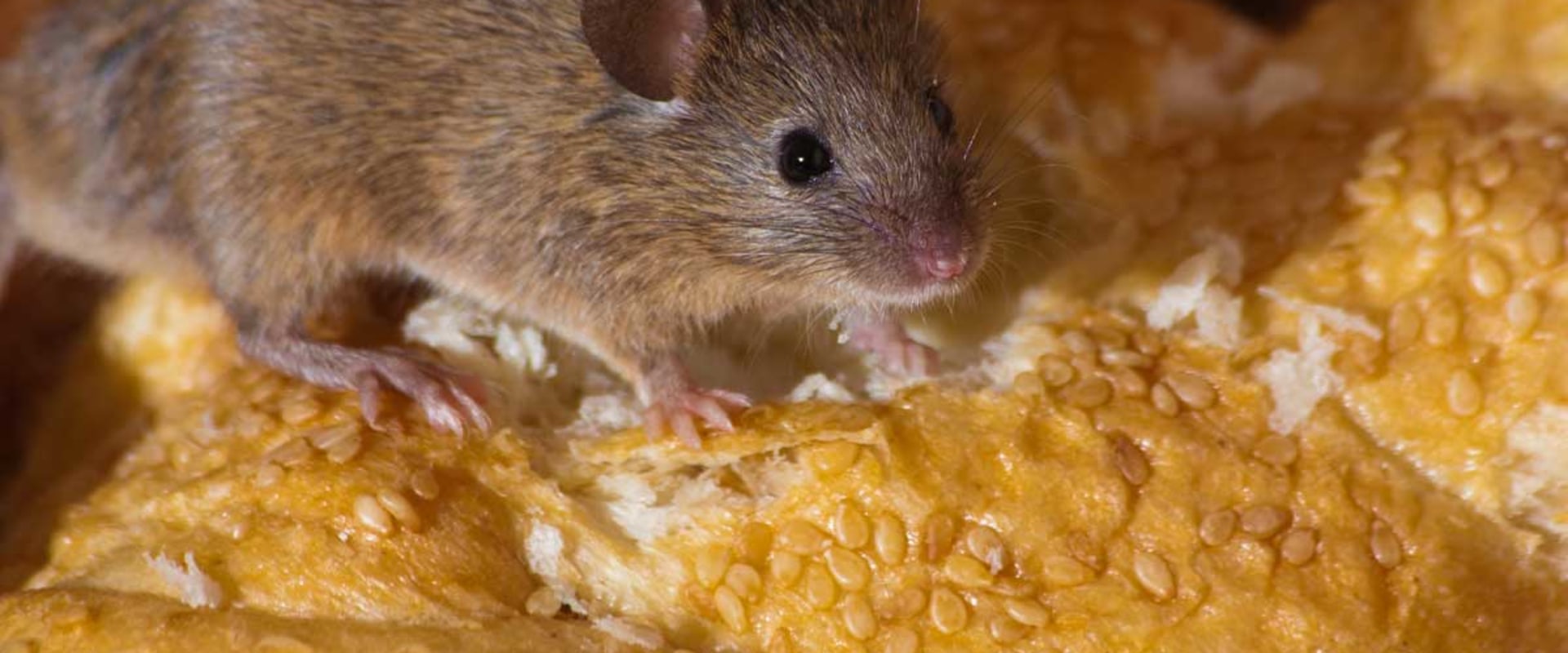 Can exterminators get rid of mice permanently?