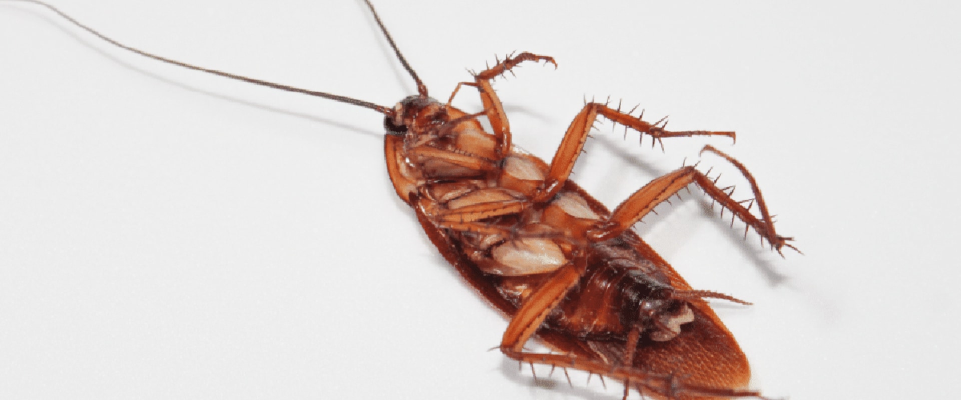 How long does it take for an exterminator to get rid of roaches?