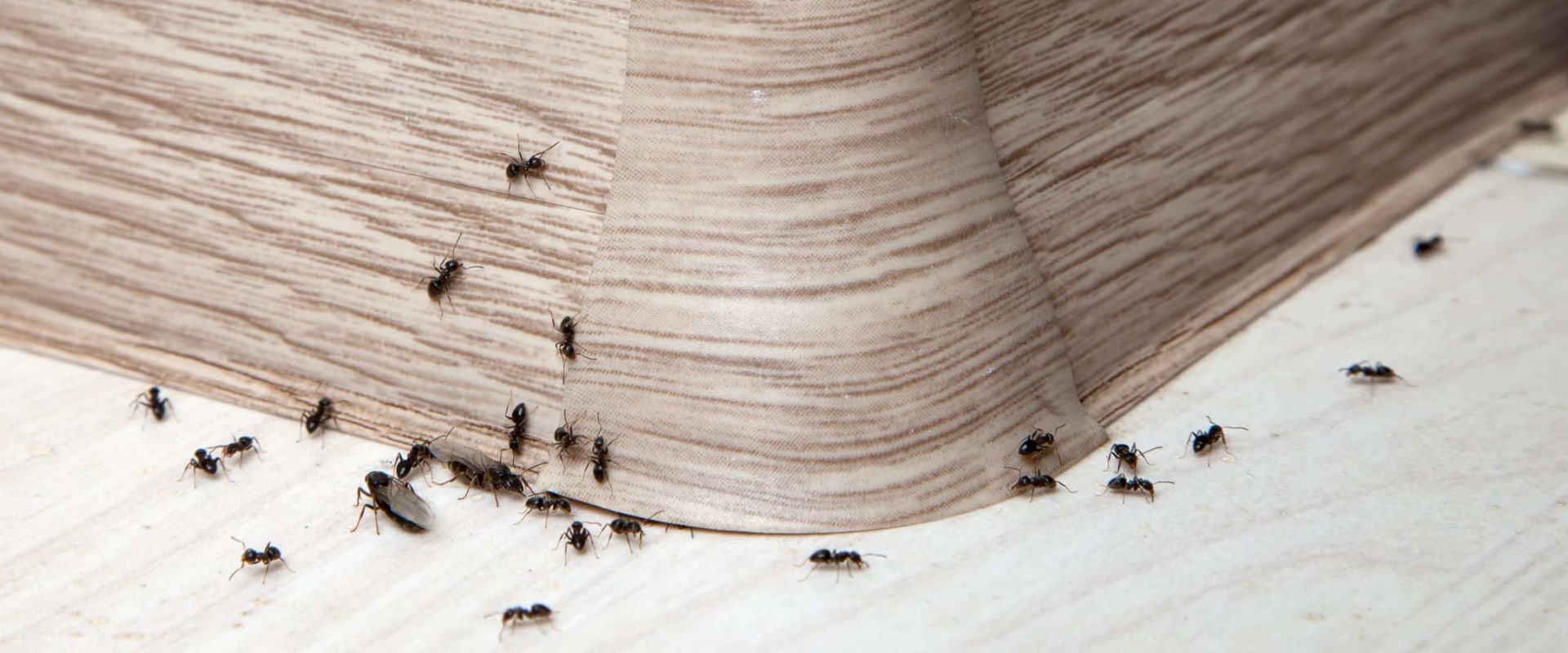 Can pest control really get rid of ants?