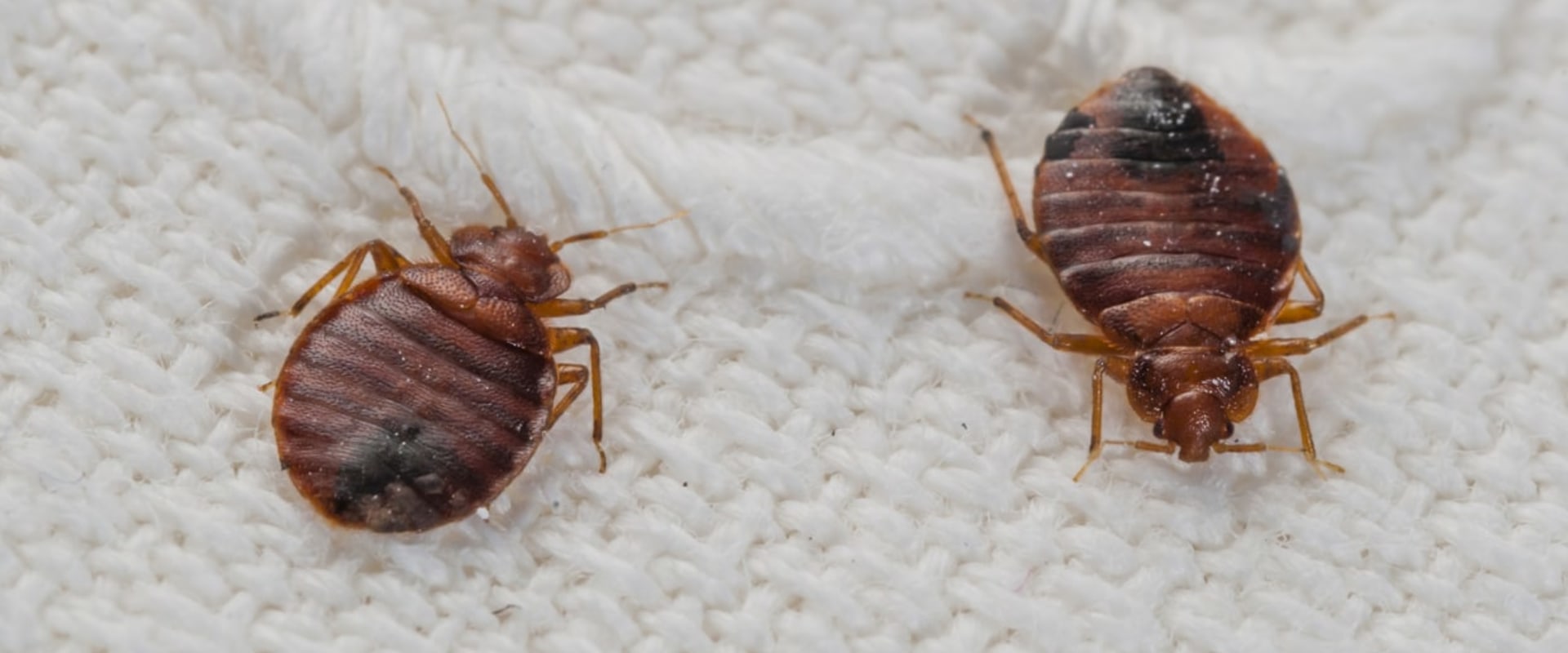 How many times does an exterminator have to spray for bed bugs?