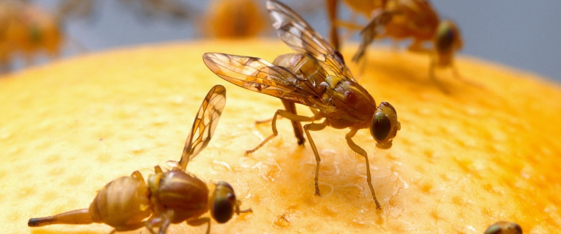 Can pest control get rid of fruit flies?