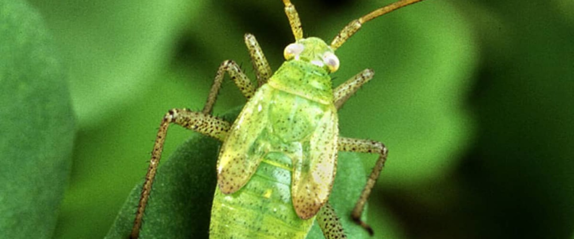 What are the three advantage of biological control?