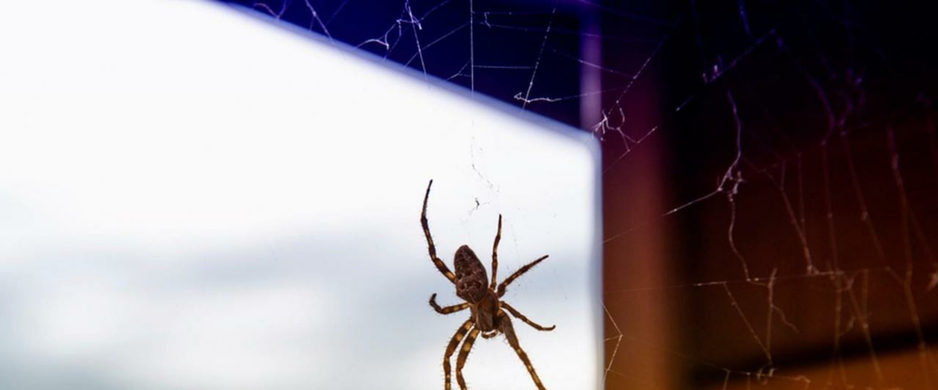 Will pest control get rid of spiders?