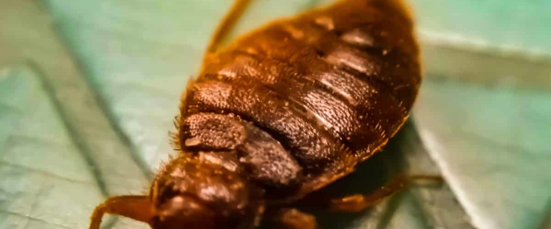 Do bed bugs come back after extermination?