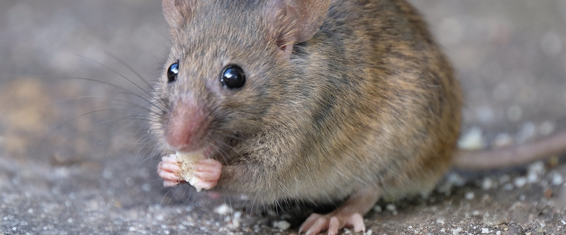 Does pest control help with mice?
