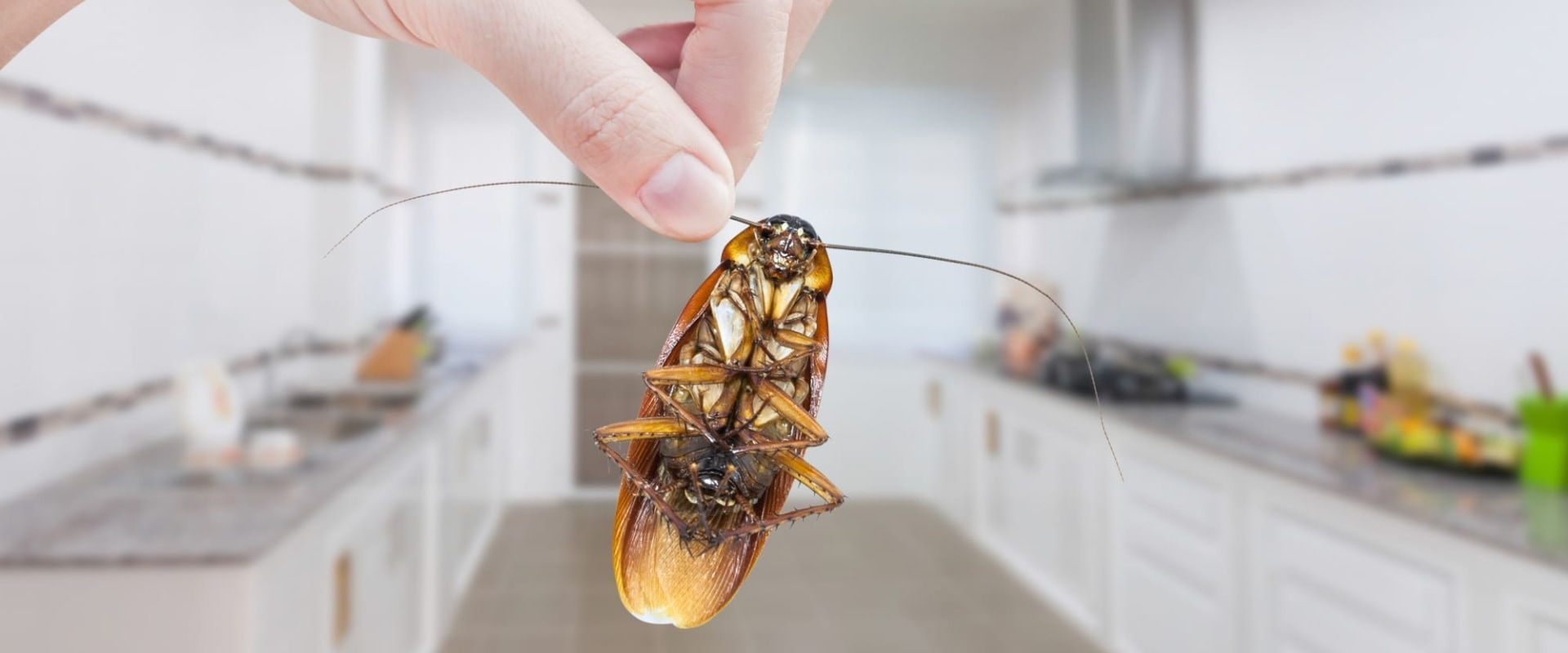 How to prevent pest control?