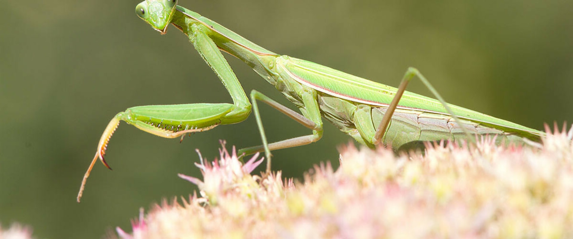 What do beneficial bugs do?