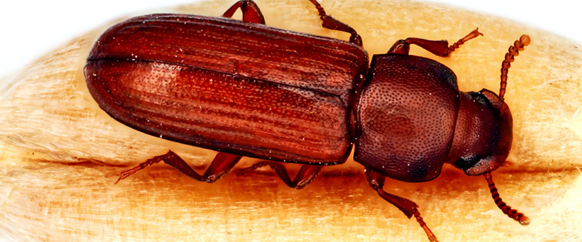 Does pest control harm humans?