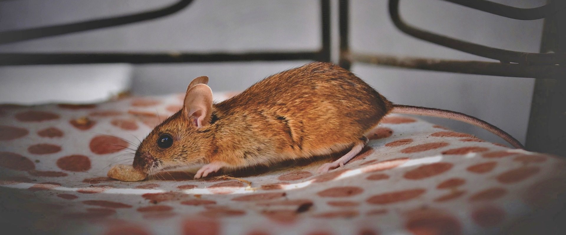 Should i call pest control if i see a mouse?