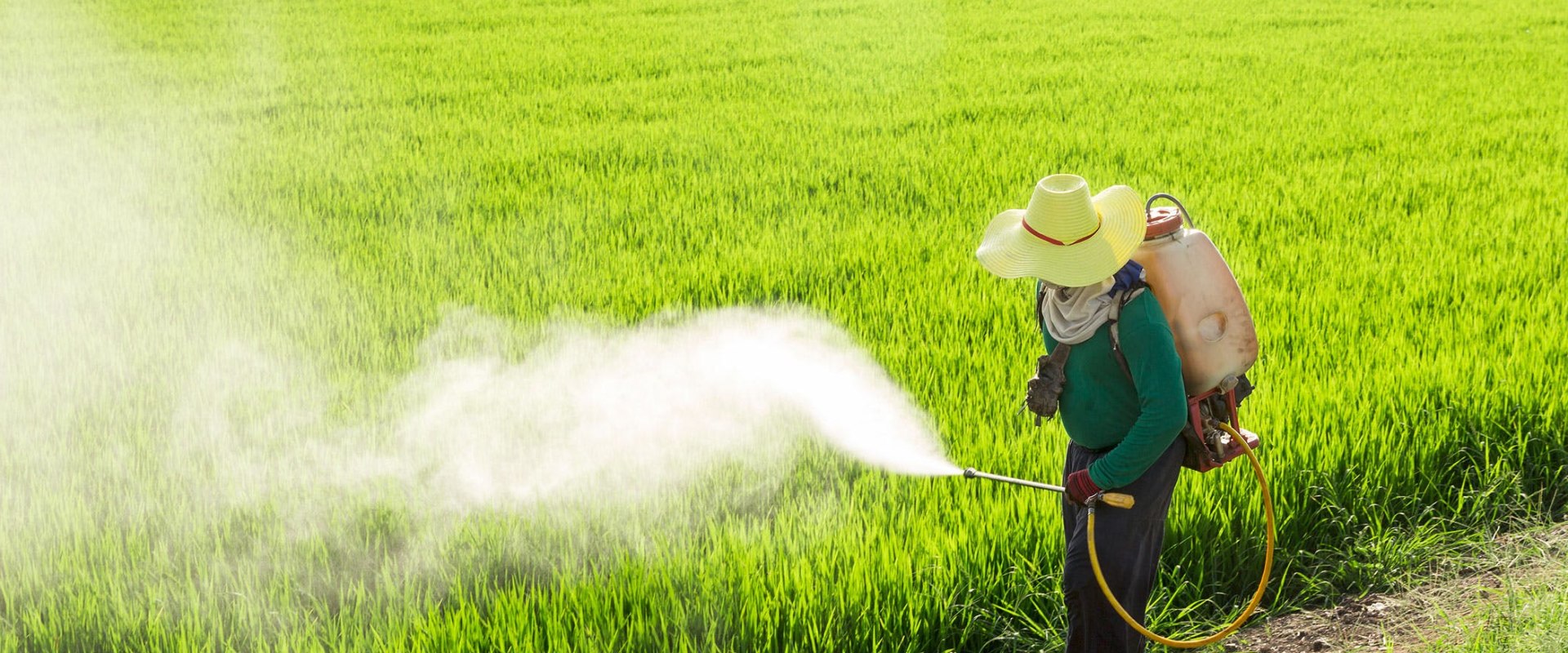 How long after spraying pesticides is it safe for pets?