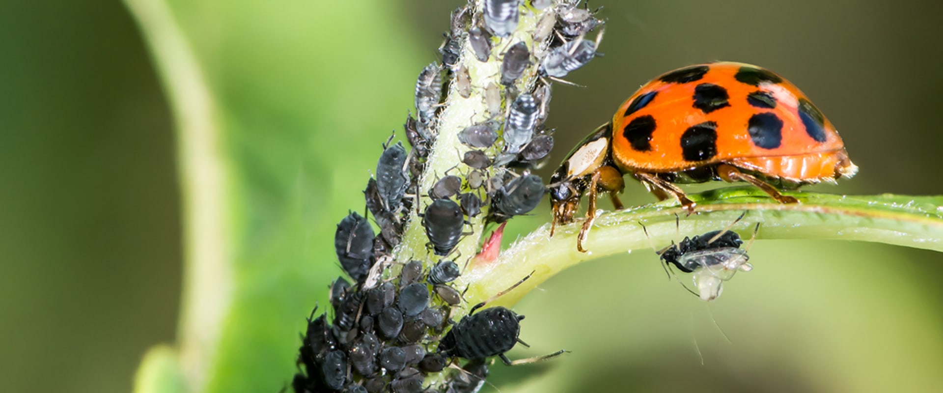What is the most effective pest control?