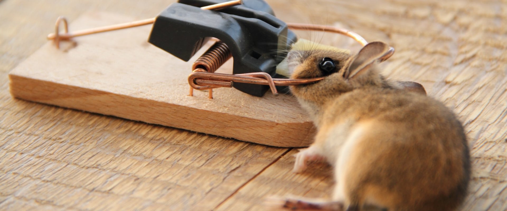 Do exterminators actually work?