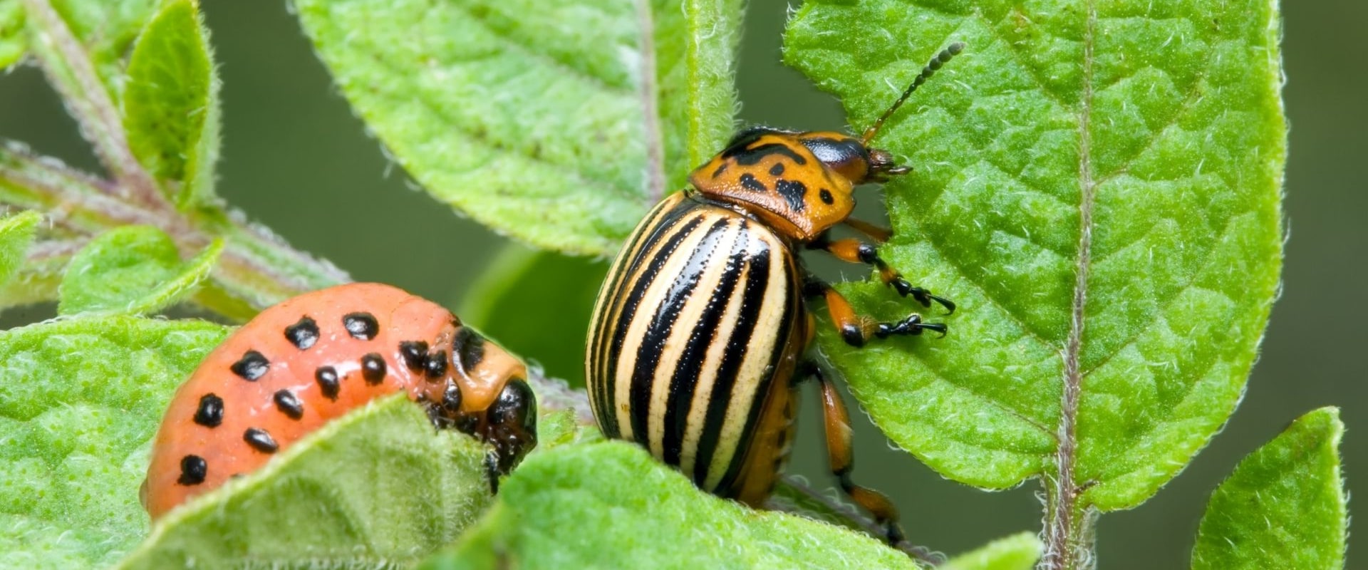 Who pest management?