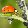 What are the 3 biological pest controls?