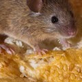 Can exterminators get rid of mice permanently?