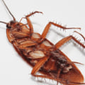 How long does it take for an exterminator to get rid of roaches?