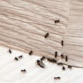 Can pest control really get rid of ants?