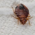 How many times does an exterminator have to spray for bed bugs?