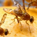 Can pest control get rid of fruit flies?