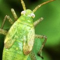 What are the three advantage of biological control?
