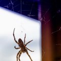 Will pest control get rid of spiders?