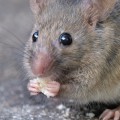 Does pest control help with mice?