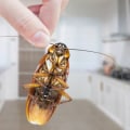 How to prevent pest control?