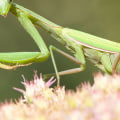 What do beneficial bugs do?