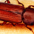 Does pest control harm humans?