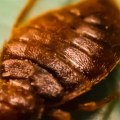 How long does it take to get rid of bed bugs after extermination?