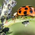 What is the most effective pest control?