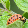 Who pest management?