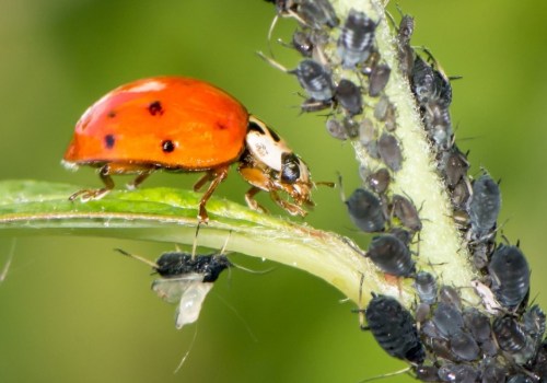 What are the 3 biological pest controls?