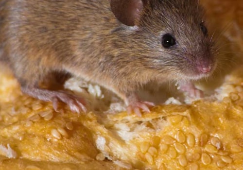 Can exterminators get rid of mice permanently?