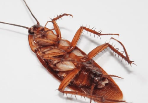 How long does it take for an exterminator to get rid of roaches?