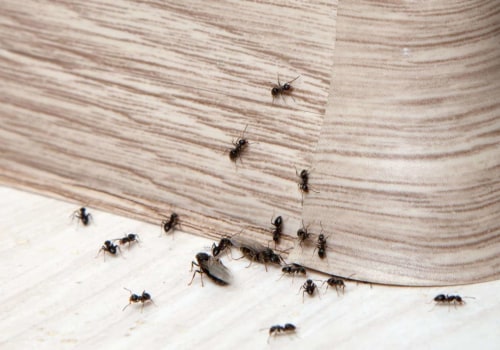 Can pest control really get rid of ants?