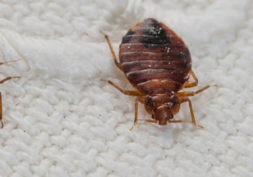 How many times does an exterminator have to spray for bed bugs?