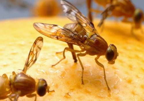 Can pest control get rid of fruit flies?