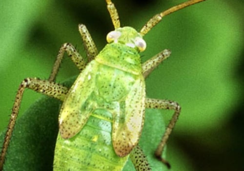 What are the three advantage of biological control?