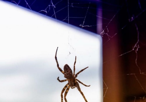 Will pest control get rid of spiders?