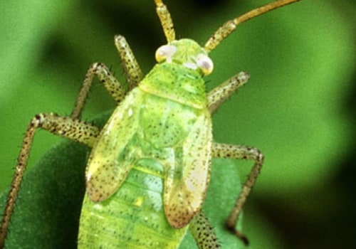 What are three advantages and disadvantages of biological pest control?