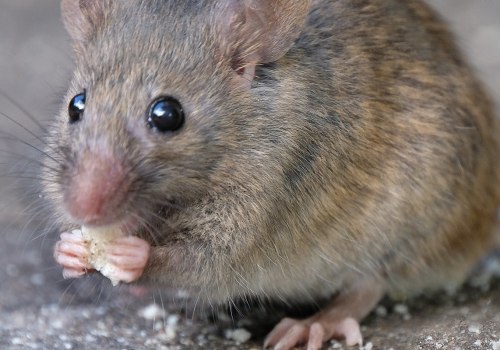 Does pest control help with mice?