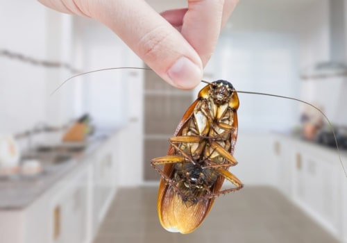 How to prevent pest control?