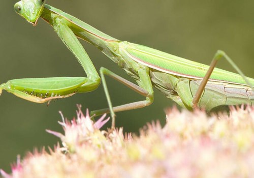 What do beneficial bugs do?