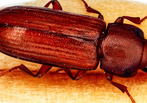 Does pest control harm humans?