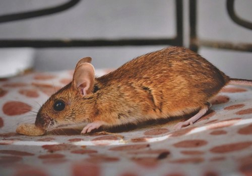 Should i call pest control if i see a mouse?