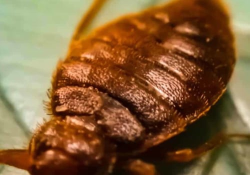 How long does it take to get rid of bed bugs after extermination?