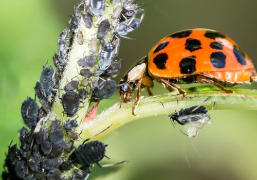 What is the most effective pest control?