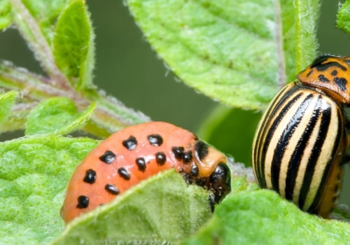 Who pest management?
